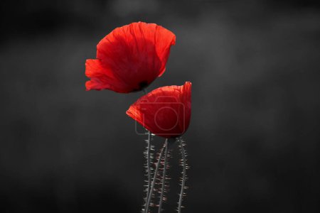 Foto de Campo de flores de amapolas rojas para el Día del Recuerdo - Imagen libre de derechos