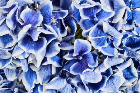 Hortensia azul o hortensia flor primer plano fondo.