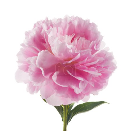 Téléchargez les photos : Fleur pivoine rose isolée sur fond blanc. - en image libre de droit