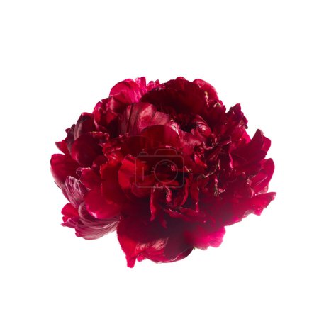 Téléchargez les photos : Fleur pivoine rose isolée sur fond blanc. - en image libre de droit