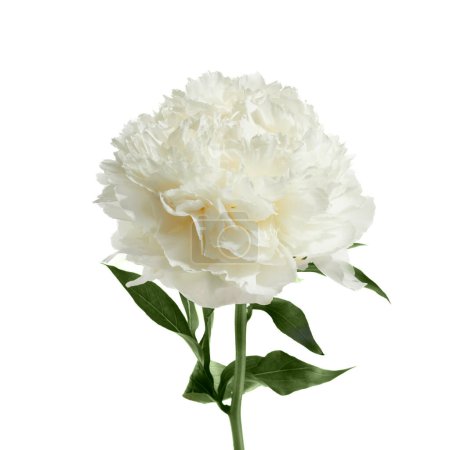 Téléchargez les photos : Fleur pivoine blanche isolée sur fond blanc
. - en image libre de droit