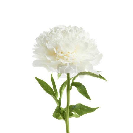Téléchargez les photos : Fleur pivoine blanche isolée sur fond blanc
. - en image libre de droit