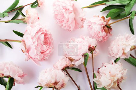 Photo for Beautiful pink peony flowers on white background. - Royalty Free Image