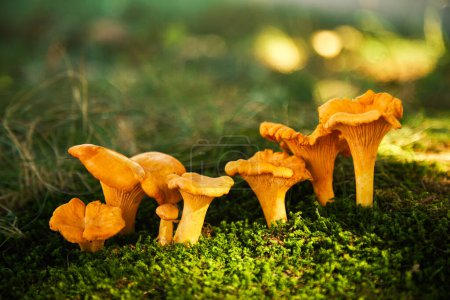 Chanterelle mushrooms in a forest. Edible mushrooms