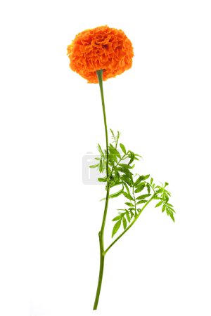 Téléchargez les photos : Cempasuchil fleur orange sur fond blanc. Fleur mexicaine. - en image libre de droit
