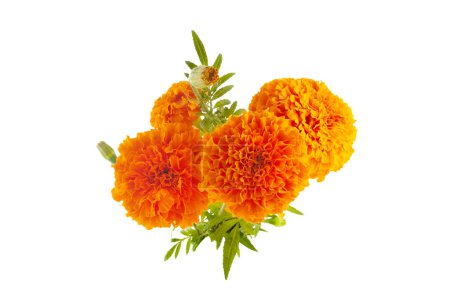 Téléchargez les photos : Cempasuchil fleur orange sur fond blanc. Fleur mexicaine. - en image libre de droit