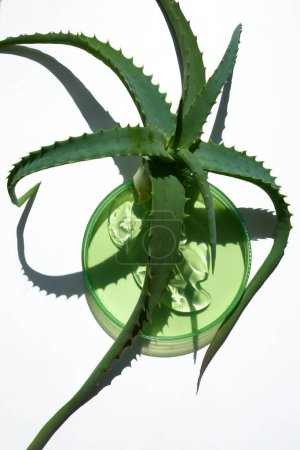 Draufsicht auf eine Aloe Vera Pflanze mit Schatten auf einer weißen Oberfläche.