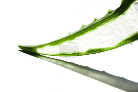 A detailed view of a green aloe vera leaf with thorny edges against white.
