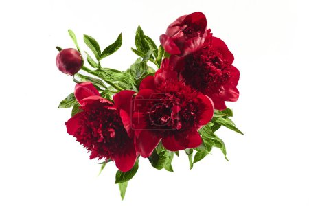 A beautiful cluster of deep red peonies with lush green leaves isolated on a white background.