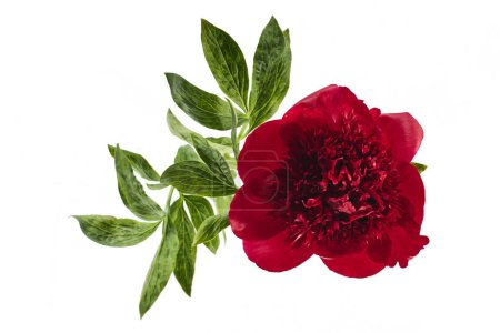 A single lush burgundy red peony with vibrant green foliage against a white background.
