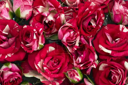 Un arrangement de roses panachées rouges et blanches fraîches en pleine floraison.