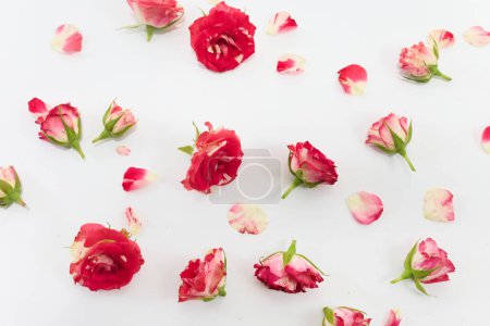 Various red and pink rose blossoms and petals spread out on a white surface