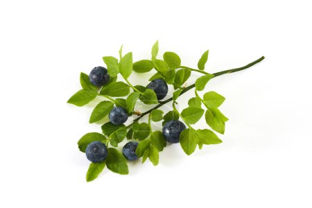 Ein Zweig mit reifen Blaubeeren und sattgrünen Blättern isoliert auf weißem Grund.