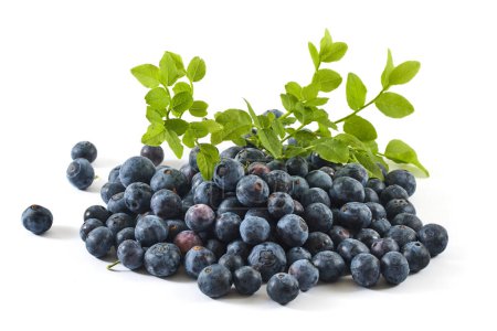 A pile of ripe blueberries with vibrant green leaves on a white background.