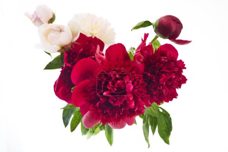 A striking arrangement of burgundy and pink peonies with green foliage.