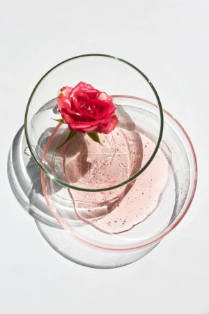 Blick von oben auf eine lebendige Rose in einer mit Wasser gefüllten Glasschale auf weißem Hintergrund.
