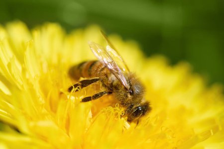 Close-up of a bee on vibrant yellow petals with pollen particles.