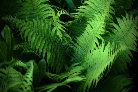 Abundance of vibrant green ferns with a focus on texture.