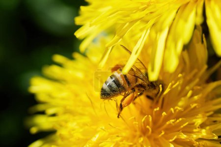 Gros plan d'une abeille sur des pétales jaune vif avec des particules de pollen.
