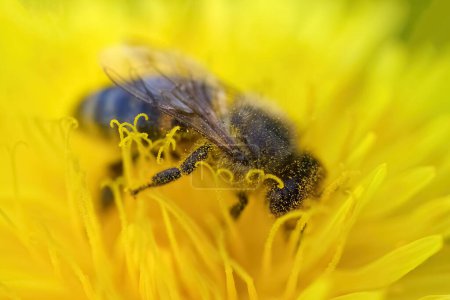 Primer plano de una abeja cubierta de polen sobre los pétalos de color amarillo brillante de una flor.
