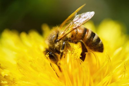 Primer plano de una abeja cubierta de polen sobre los pétalos de color amarillo brillante de una flor.