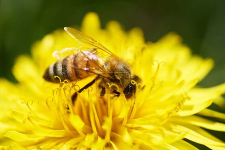 El primer plano de la abeja sobre la flor brillante amarilla, los detalles de las alas y el polen visible.