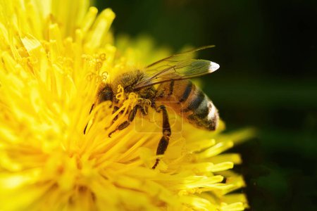 Nahaufnahme einer Honigbiene, die einen leuchtend gelben Löwenzahn bestäubt.