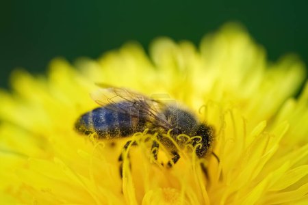 Primer plano de una abeja sobre una vibrante floración amarilla, con un fondo verde suave.