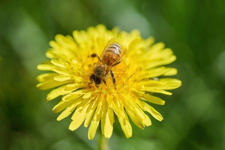 Close-up of a bee on a bright yellow dandelion in natural daylight.