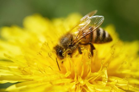 Nahaufnahme einer Biene auf einer leuchtend gelben Blüte, Details von Flügeln und Pollen sichtbar.