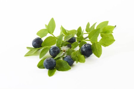 A cluster of ripe blueberries on stems with vibrant green leaves.