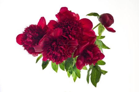 A lush bunch of burgundy peonies with green leaves against a white background.