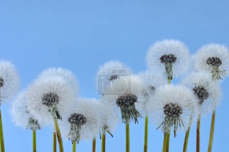 A cluster of dandelion seed heads against a clear blue sky.