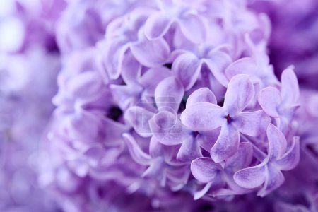 Ein Makrofoto, das die zarten Details und sanften Farben der lila Blüten einfängt.