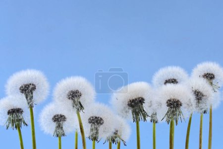 A row of dandelion puffballs stand out on a clear blue sky background.