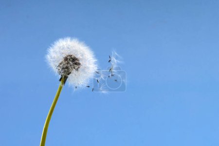 A single dandelion with seeds dispersing against a clear blue sky.