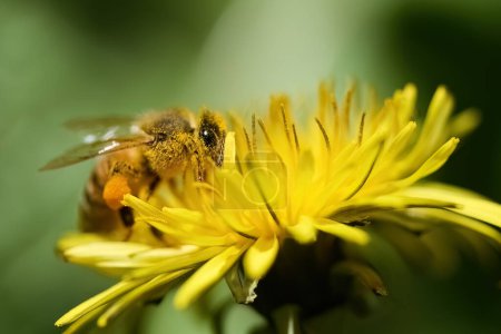 Primer plano de una abeja cubierta de polen sobre un diente de león amarillo vibrante.