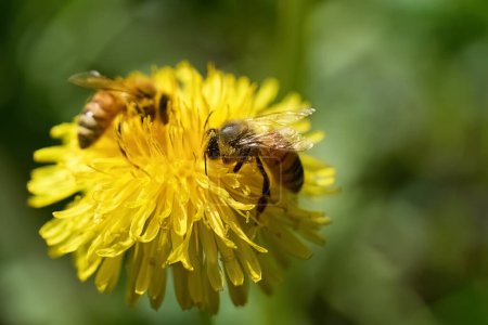 Día Mundial de las Abejas. Primer plano de abejas polinizando un diente de león amarillo brillante sobre un fondo verde.