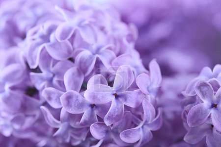 A macro photo capturing the delicate details and soft colors of lilac flowers.