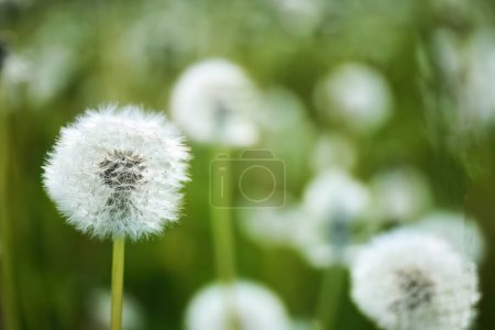 Close-up of white dandelion seed heads against a vibrant green background.