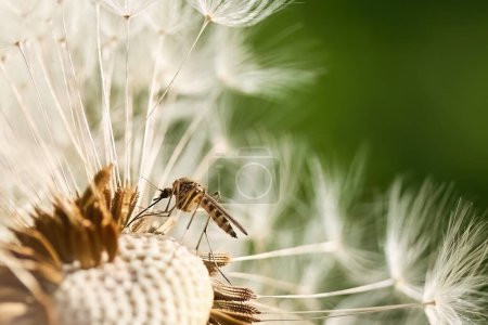 Close-up of a mosquito perched delicately on a dandelion seed.
