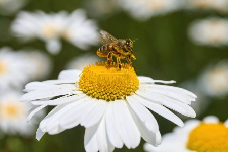 Un primer plano de una abeja sobre una margarita blanca con un fondo verde vibrante.