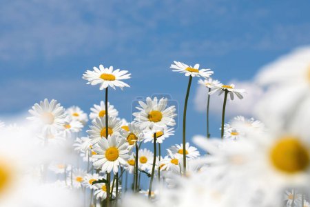 A vibrant view of white daisies with a clear blue sky in the background.