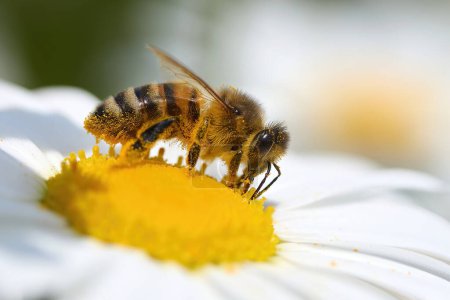 Nahaufnahme einer Honigbiene, die Pollen auf einem weißen Gänseblümchen im hellen Sonnenlicht sammelt.