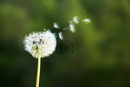 A delicate dandelion with seeds dispersing against a green backdrop.