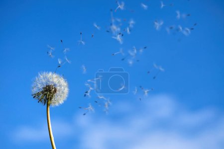 A dandelion losing its seeds to the breeze against a clear blue sky.