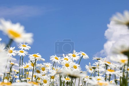 Ein lebendiger Blick auf weiße Gänseblümchen unter einem klaren blauen Himmel.