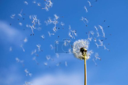 A dandelion losing its seeds to the breeze under a clear blue sky.