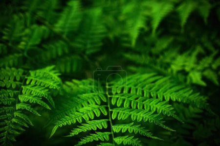 Abundance of vibrant green ferns with a focus on texture.