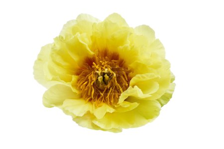 Foto de Un primer plano de una exuberante flor de peonía amarilla aislada sobre un fondo blanco. - Imagen libre de derechos
